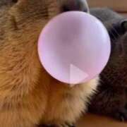 ヒメ日記 2026/03/25 10:00 投稿 さわ 44 heart ～ヨンヨンハート～