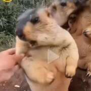 ヒメ日記 2026/03/25 15:50 投稿 さわ 44 heart ～ヨンヨンハート～