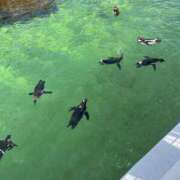 ヒメ日記 2026/04/03 20:36 投稿 速水りりあ ヌルテカ