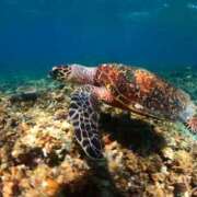 ヒメ日記 2026/01/06 02:15 投稿 なぎ 東京人妻セレブリティ（ユメオト）