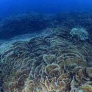 ヒメ日記 2026/01/29 15:59 投稿 なぎ 東京人妻セレブリティ（ユメオト）