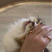 ヒメ日記 2026/02/06 14:38 投稿 なぎ 東京人妻セレブリティ（ユメオト）