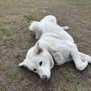 なぎ 今何食べてると思う？ 東京人妻セレブリティ（ユメオト）