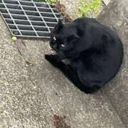 ヒメ日記 2026/01/15 12:02 投稿 あやめ ドマーニ