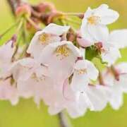 内藤かれん かれんです? 五十路マダムエクスプレス船橋店(カサブランカグループ)