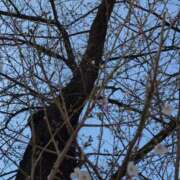 ヒメ日記 2026/03/25 07:02 投稿 らん あとりえ(ATELIER)