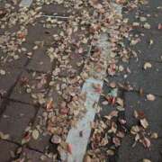 ヒメ日記 2026/04/08 05:02 投稿 らん あとりえ(ATELIER)