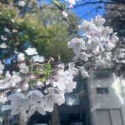 ヒメ日記 2026/04/01 12:29 投稿 ありさ 櫻女学院