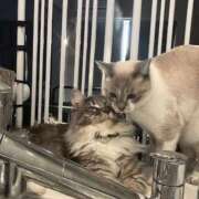 ヒメ日記 2026/01/04 20:39 投稿 えれな 舐めたくてグループ〜ペロンチョ学園〜八王子校