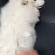 ヒメ日記 2026/01/12 19:52 投稿 えれな 舐めたくてグループ〜ペロンチョ学園〜八王子校