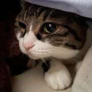 ヒメ日記 2026/01/12 11:00 投稿 かりん メイドde本舗