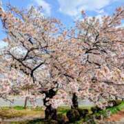 ヒメ日記 2026/04/29 16:25 投稿 華森まゆみ 洗体アカスリとHなスパのお店（埼玉ハレ系）