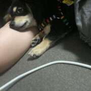 ヒメ日記 2026/03/19 08:27 投稿 ゆみ ちゃんこ本厚木店