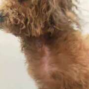 ヒメ日記 2025/12/29 12:16 投稿 アキ Aube