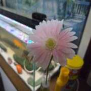 ヒメ日記 2026/03/17 22:06 投稿 アキ Aube