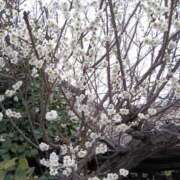 六本木 出勤♪ 西船橋おかあさん