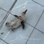 ゆあ お礼日記💌 ワレメ舐められ学院 秋葉原校