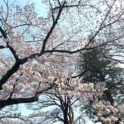 ヒメ日記 2026/03/30 17:01 投稿 ましろ 水戸女学院PTA