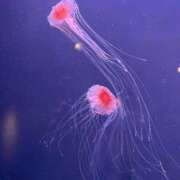 ヒメ日記 2025/12/09 22:18 投稿 アリス ハニープラザ（ユメオト）