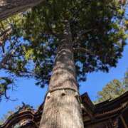 ヒメ日記 2025/12/18 19:43 投稿 ひとみ 丸妻 池袋店