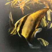 ヒメ日記 2026/03/05 19:12 投稿 べりぃ 日本橋・谷九サンキュー