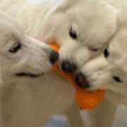 ありす★キス依存症の純白美少女 🐶 Chloe五反田本店　S級素人清楚系デリヘル