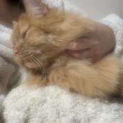 ヒメ日記 2026/01/24 18:43 投稿 さくら エマニエル秋葉原