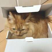 ヒメ日記 2026/02/19 23:59 投稿 さくら エマニエル秋葉原