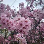 ヒメ日記 2026/03/27 19:35 投稿 さくら エマニエル秋葉原