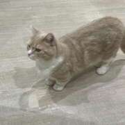 ヒメ日記 2026/02/12 23:32 投稿 つむぎ mu-mii神田店（ムーミー神田店）