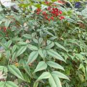 ヒメ日記 2026/01/01 22:08 投稿 かほ ぷるるん小町梅田店