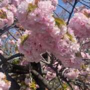 かほ 20日出勤 ぷるるん小町梅田店