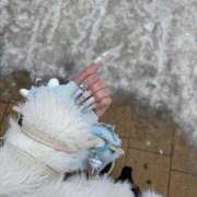 ヒメ日記 2025/12/16 09:13 投稿 NEIRO（ねいろ） UTAKATA