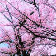 ヒメ日記 2026/03/12 18:54 投稿 ひびき未経験 マダム可憐