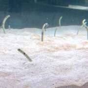 宮野ゆめ (*ﾟﾛﾟ)ﾊｯ!! 罪なエステ 品川