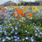 風見とあ 会いにきて💠 ミスターダンディー