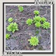 ヒメ日記 2026/04/08 07:18 投稿 海乃 おと☆沼落ちNO１ 雅(みやび)