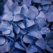 ヒメ日記 2026/03/28 14:01 投稿 みらい 柏人妻花壇