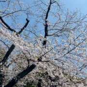 ヒメ日記 2026/03/31 12:52 投稿 おと ぽっちゃり巨乳素人専門店ぷにめろ池袋店