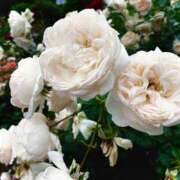 ヒメ日記 2026/01/11 23:22 投稿 花 Le CELINU（ル・セリーヌ）