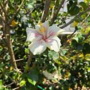 ヒメ日記 2025/12/11 14:28 投稿 ちさと CHIANTI OKINAWA