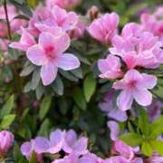 ヒメ日記 2026/03/11 10:28 投稿 ちさと CHIANTI OKINAWA