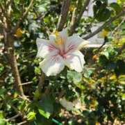 ヒメ日記 2026/04/03 12:34 投稿 ちさと CHIANTI OKINAWA