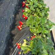 ヒメ日記 2026/03/22 17:14 投稿 せいら TALENT（タレント）