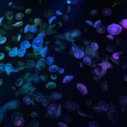 ヒメ日記 2026/01/31 11:35 投稿 すずか ぷるるんギャング