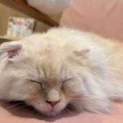 ヒメ日記 2025/12/28 12:15 投稿 りん ルピナス