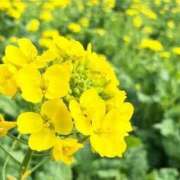 美海ゆいな おはようございます✨ 甲府回春アロマージュ