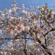 ヒメ日記 2026/04/10 14:41 投稿 めい びくびくサークル五反田店
