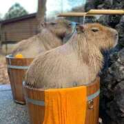 ヒメ日記 2025/12/09 10:16 投稿 桜咲みお 人妻ジャンキー