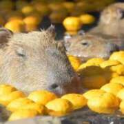 ヒメ日記 2025/12/09 10:23 投稿 桜咲みお 人妻ジャンキー